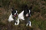 BOULEDOGUE FRANCAIS 834